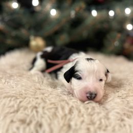 Party - Black and white female Sheepadoodle puppy in Vernonia, Oregon from Life Unleashed Farm