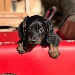 Sadie - Brindle female Dachshund puppy in Hawley, Texas from Foxy’s Dachshunds & Toy Aussies