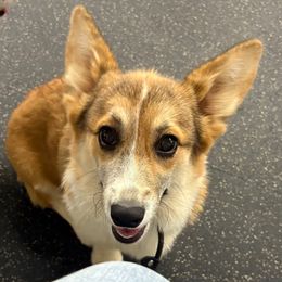 Jasmine - Pembroke Welsh Corgi