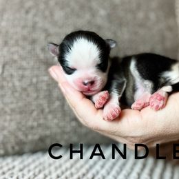 Boy 3 - Pomsky puppy in Grass Valley, California from Karalot Pomskies