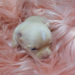Harlie - Gold male Chihuahua puppy in Tremonten, Utah from Qu-Te's Chihuahuas