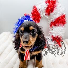 John - Black and tan male Dachshund puppy in Prairieville, Louisiana from Southern Barron Danes & Dachshunds