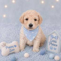 Chip - Cream male Poodle puppy in Hertford, North Carolina from Heaven Sent Shihpoo's