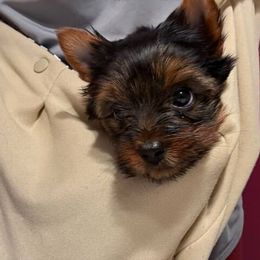 Yorkshire Terrier puppies from Yorkie_Wonderland and Stud Services