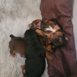 Yorkshire Terriers from Christina Chica's Yorkshire Terriers