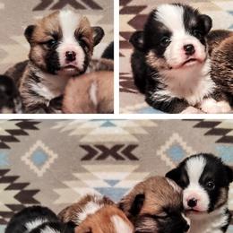 Labrador Retriever and Pembroke Welsh Corgi Puppies from White Star Corgis