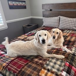 Golden Retriever All Grown Up from Danehy Goldens