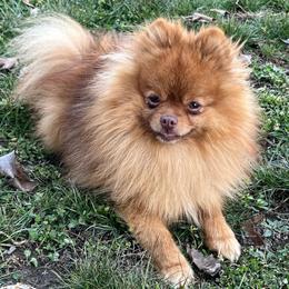 AKC Stud: MJ's Speedy-Regal - Orange male Pomeranian puppy in Jefferson City, Missouri from MJ’s Pomeranians