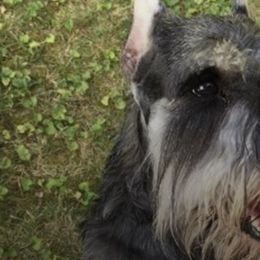 Miniature Schnauzers from Schottzie’s Miniature Schnauzers