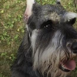 Miniature Schnauzers from Schottzie’s Miniature Schnauzers