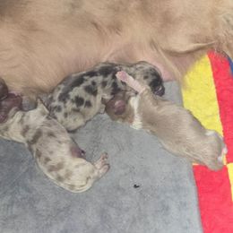 Boy 3 - Fawn (Isabella) male Dachshund puppy in Port Charlotte, Florida from Vicki's Dachshund Crossing