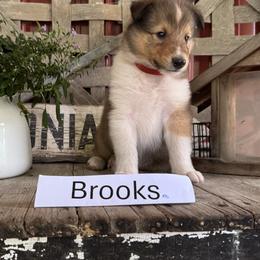Brooks - Sable and white male Collie puppy in Sedalia, Missouri from Brown Acres Collies