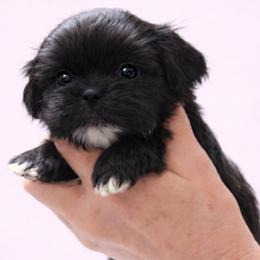 Keeley - Black female Shih Tzu puppy in Tallahassee, Florida from Bows and Bow Ties