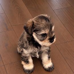 Twilla - Salt and pepper female Miniature Schnauzer puppy in Daisetta, Texas from Winfree’s Schnauzers