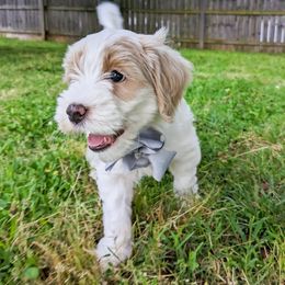 Gray Girl - Parti Goldendoodle puppy in Piedmont, South Carolina from Mountain Ridge Doodles