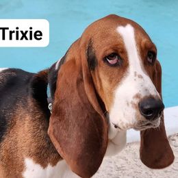 Trixie - Basset Hound