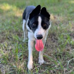 Gene - Border Collie