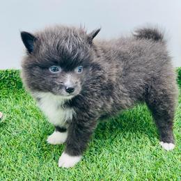 Lenny 1550 - Blue merle male Pomeranian puppy in Douglas, Georgia from Heartland small breeds