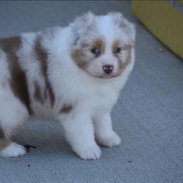 Effie - Red merle female Australian Shepherd puppy in Jameson, Missouri from Sky Creek