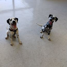 Dalmatian puppies from Anni's Spots