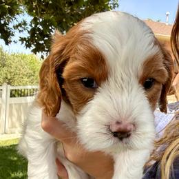 Boy 5 Orion - Blenheim male Cavapoo puppy in Bountiful, Utah from PJs Puppy Love
