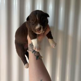Purple - Red and white female Siberian Husky puppy in Jonesborough, Tennessee from Dry Creek Siberians