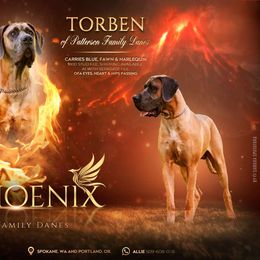 Torben - Great Dane