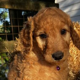 Birch - Apricot male Goldendoodle puppy in Sumner, Washington from Little Acre Doodles