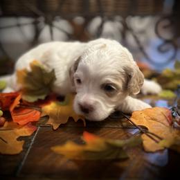 Comet - Blenheim male Cavapoo puppy in Bradenton, Florida from Christianna’s Mini Goldendoodles