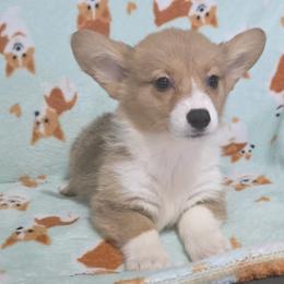 Red Female - Red female Pembroke Welsh Corgi puppy in Unicoi, Tennessee from East Tennessee Clark Corgis