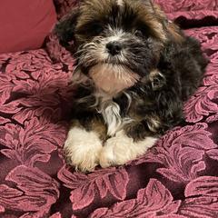 Trinity - Russian Tsvetnaya Bolonka