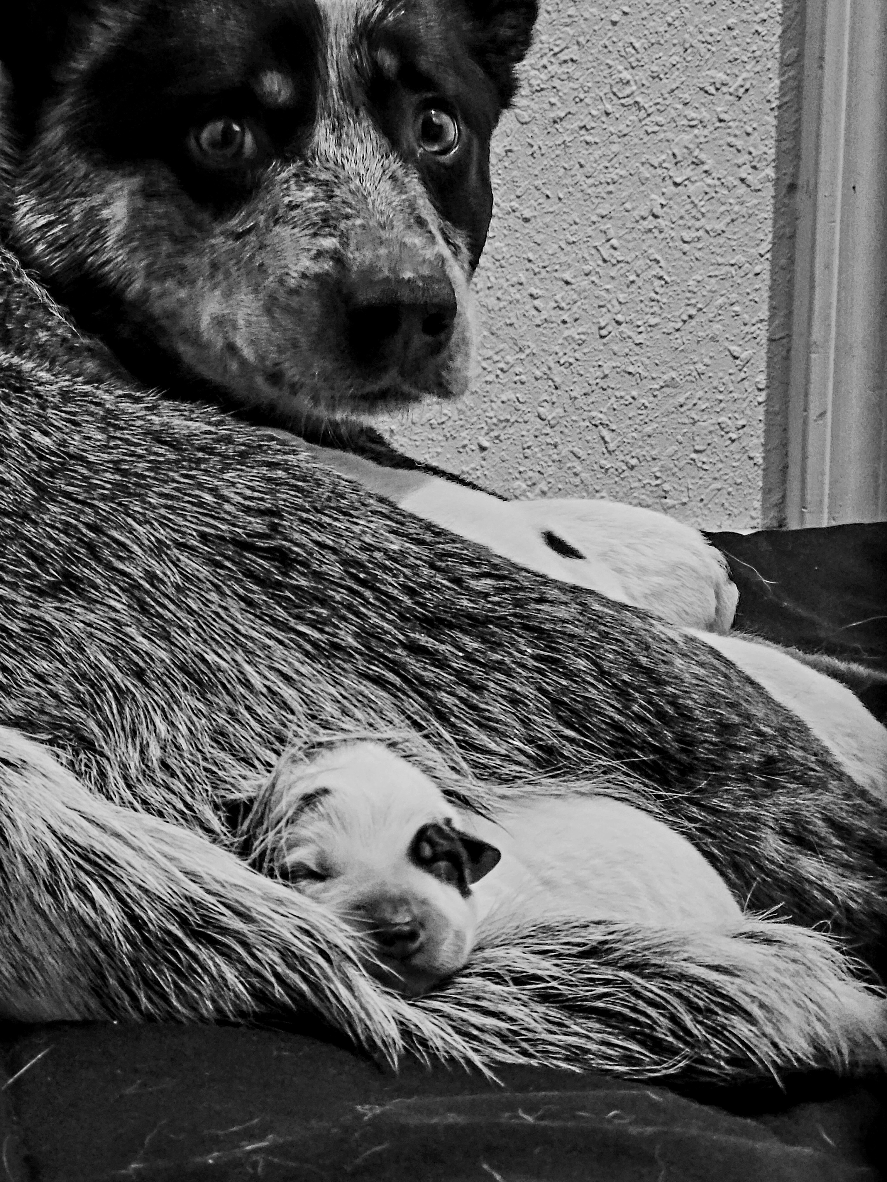 Anatolian Shepherd Dog and Australian Cattle Dog Puppies from 4D Cattle Dogs