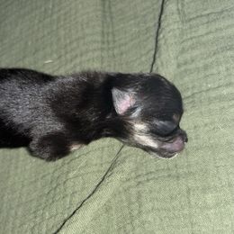 Black and tan boy - Black and tan parti male Pomeranian puppy in Fayetteville, North Carolina from Tar-heel Poms