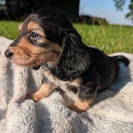 Sugar PET ONLY - Black and cream female Dachshund puppy in Unadilla, Georgia from Hamsley's Puppy Palace