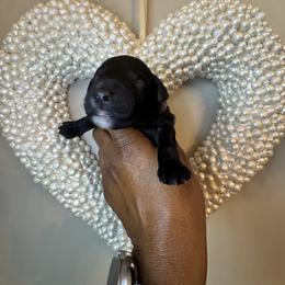 Lady Sanburry - Black female Goldendoodle puppy in Moncks Corner, South Carolina from Sweetgrass Goldendoodles of Moncks Corner