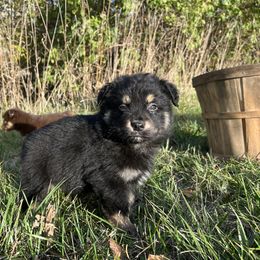Crow - Black tri male Miniature Australian Shepherd puppy in Bethany, Illinois from Rachel at Marrowbone Creek Aussies