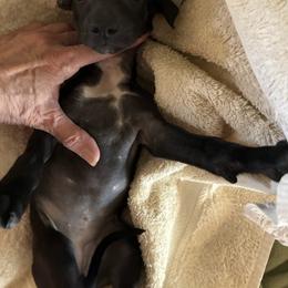 Girl 2 - female Italian Greyhound puppy in Frederick, Maryland from Celeste Italian Greyhounds