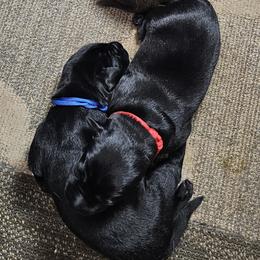 Blue Collar - Black male Labrador Retriever puppy in Boyd, Minnesota from Lindley Labradors