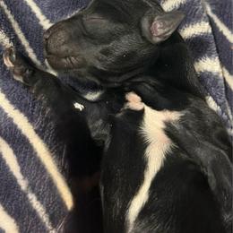 Landen - Black male Miniature Schnauzer puppy in Ravensdale, Washington from Serenity Schnauzers