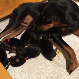 German Pinscher Puppies from LinDee Kennel