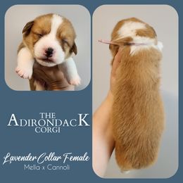 Lavender Collar - Red female Pembroke Welsh Corgi puppy in Warrensburg, New York from The Adirondack Corgi