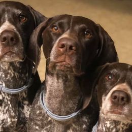 German Shorthaired Pointers from Madrone German Shorthaired Pointers