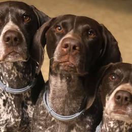 German Shorthaired Pointers from Madrone German Shorthaired Pointers