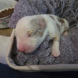 Rusty - Red merle male Miniature Australian Shepherd puppy in Willard, Missouri from Stoney Brook Aussies