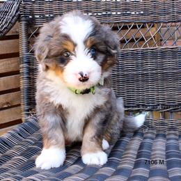 Benny - Merle male Bernedoodle puppy in Port Orange, Florida from Royal doodles of Florida