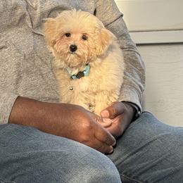 Poodle Puppies from KC Poodles of PA