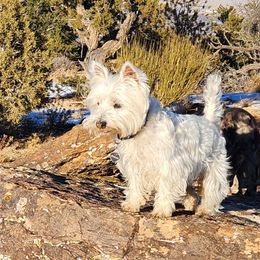 Mazie - West Highland White Terrier