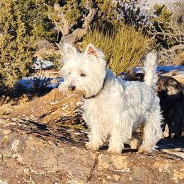 Mazie - West Highland White Terrier