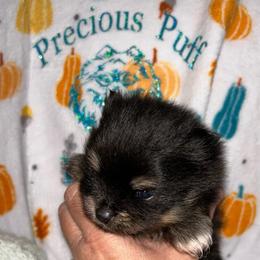 Lucky - Tri-colored male Pomeranian puppy in Zavalla, Texas from Precious Puff Poms