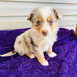 TINY Goose - Red merle male Australian Shepherd puppy in Charlotte, North Carolina from Awesome Aussies